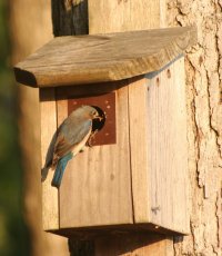 Our Bluebird House